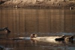 North American river otter