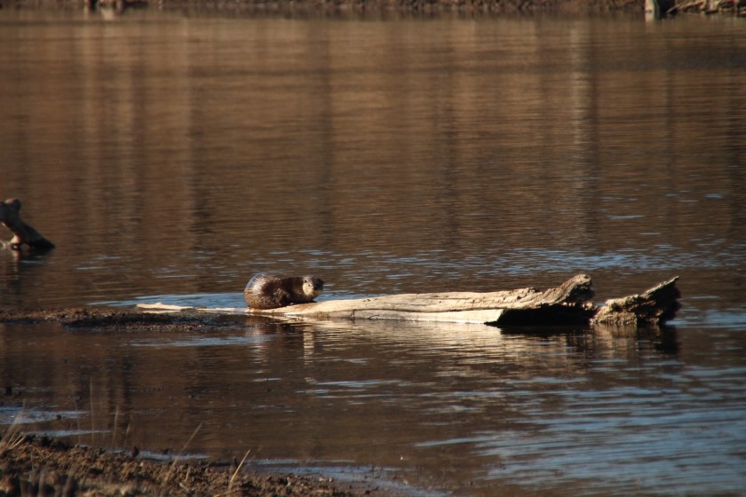 North American river otter