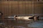 North American river otter