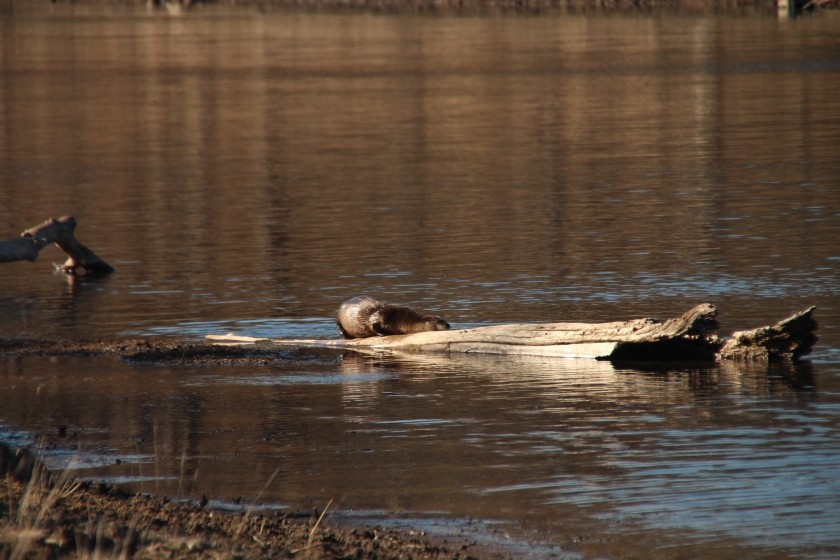 North American river otter