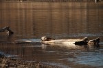 North American river otter