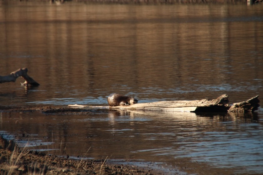 North American river otter