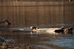 North American river otter