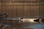 North American river otter