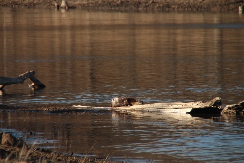 North American river otter