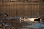 North American river otter