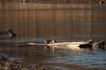 North American river otter