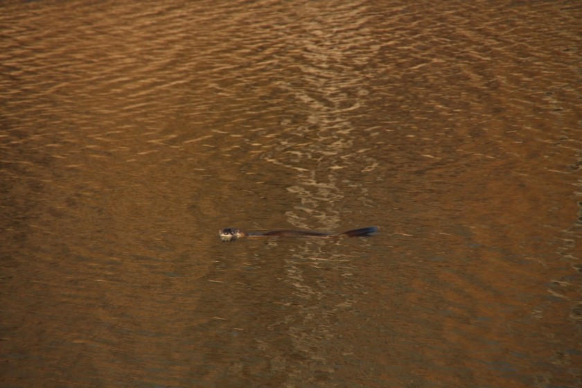 North American river otter