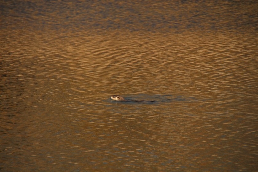 North American river otter
