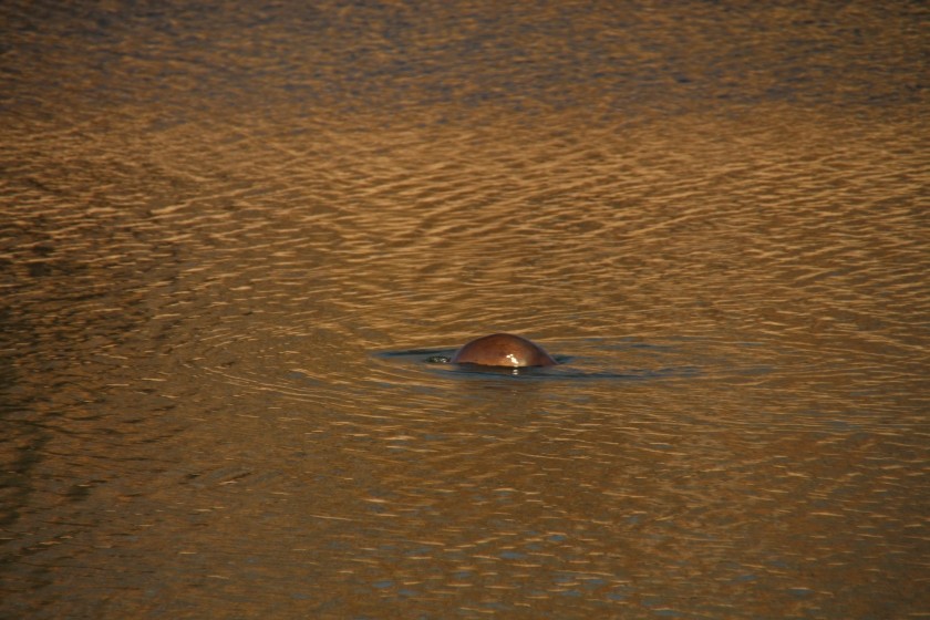 North American river otter