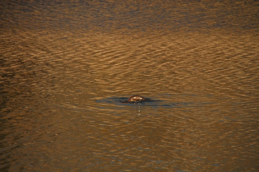 North American river otter