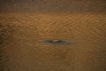 North American river otter