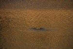 North American river otter