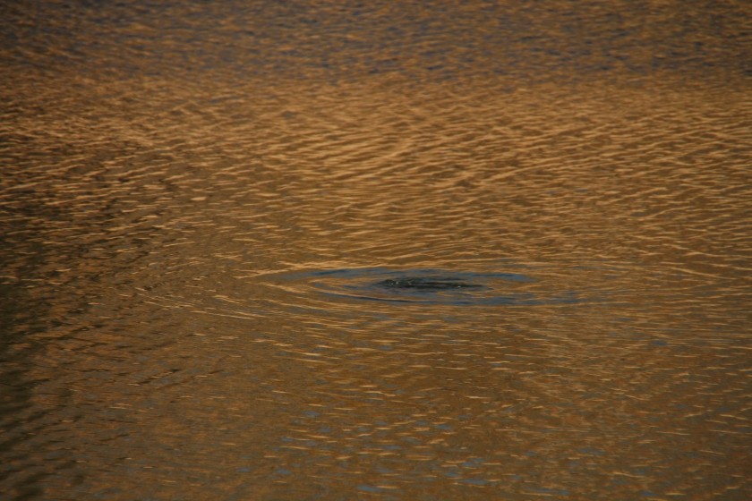North American river otter