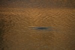 North American river otter