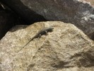 Eastern Fence Lizard