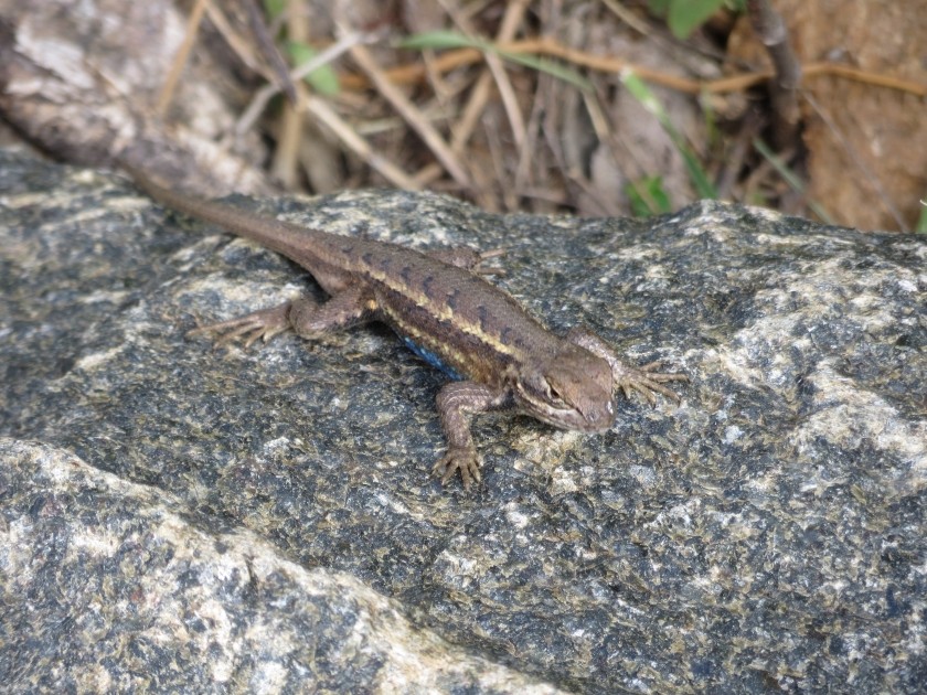 Eastern Fence Lizard