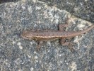 Eastern Fence Lizard