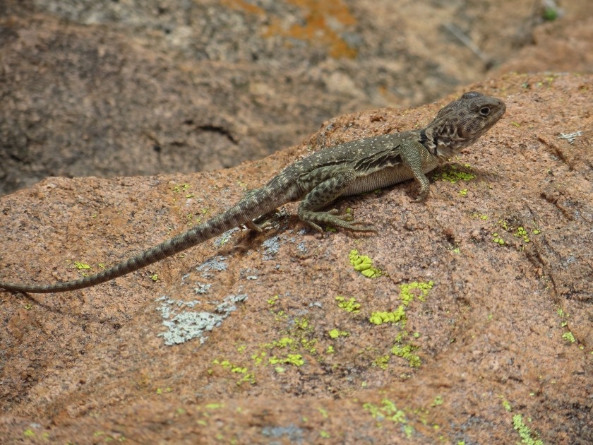 Eastern Collared Lizard