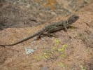 Eastern Collared Lizard