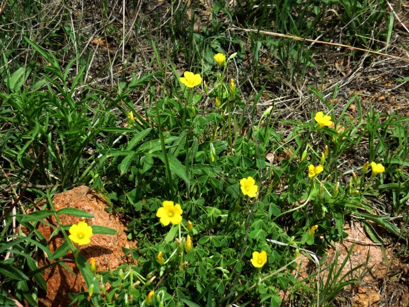 Yellow Wood Sorrel Flowers