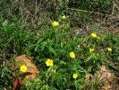 Yellow Wood Sorrel Flowers