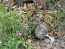 Prairie Verbena Flowers