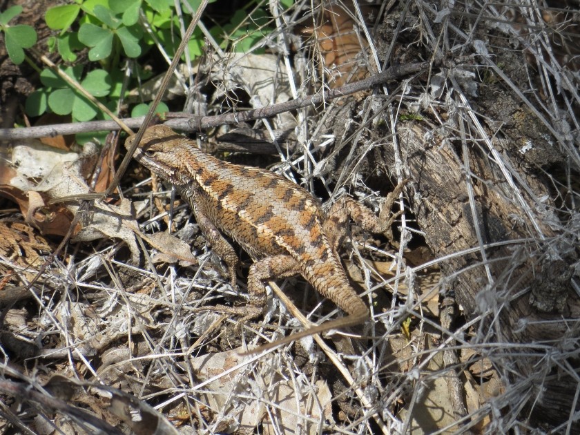 Eastern Fence Lizard