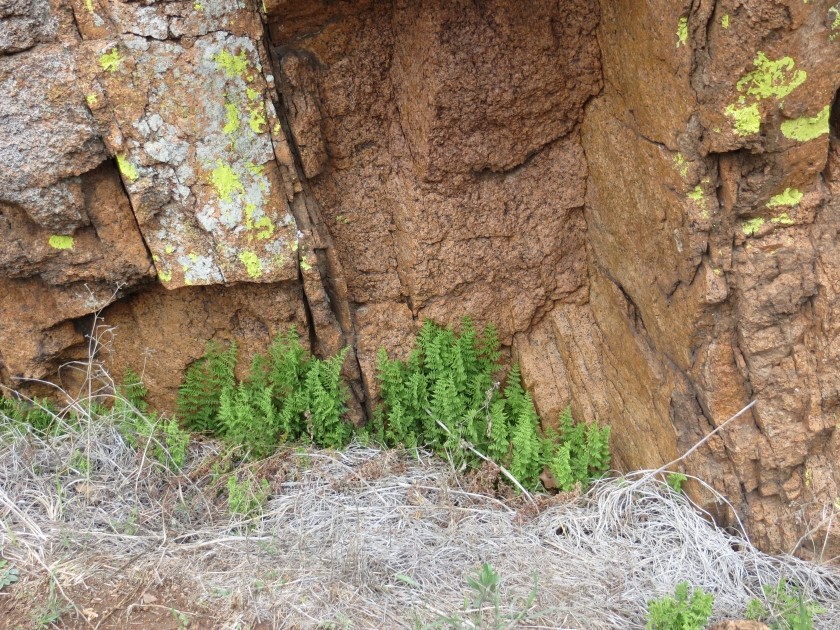 Small Ferns