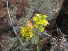 Painted Lady Butterfly