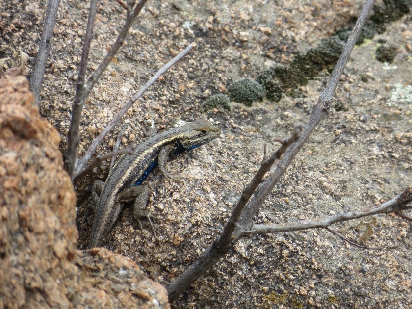 Eastern Fence Lizard