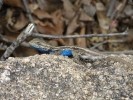 Eastern Fence Lizard