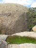 Boulder and Pond Grass