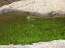 Pond Grass and Cactus