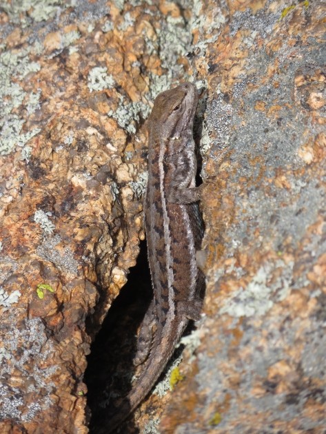 Eastern Fence Lizard