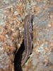 Eastern Fence Lizard