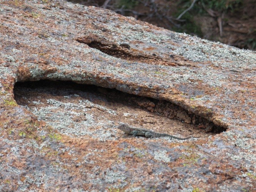 Eastern Collared Lizard