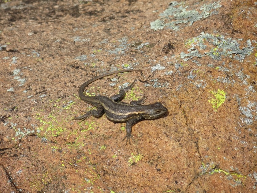 Eastern Fence Lizard