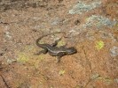 Eastern Fence Lizard