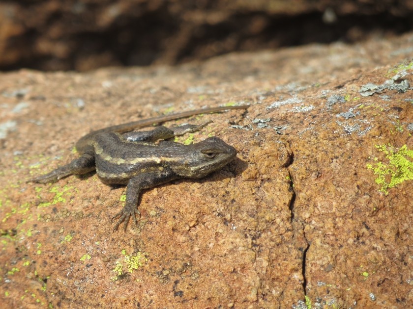 Eastern Fence Lizard