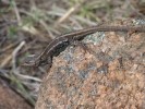 Eastern Fence Lizard