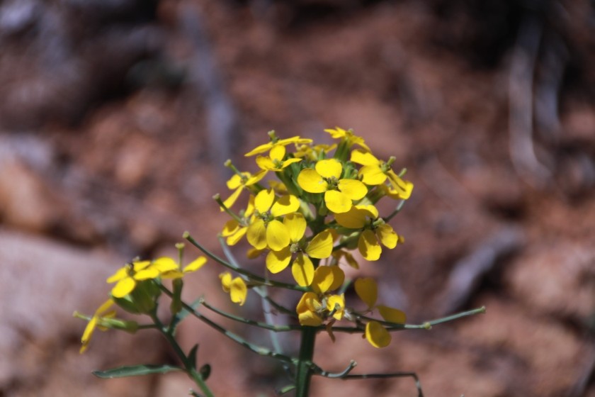 Field Mustard Flower
