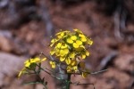 Field Mustard Flower