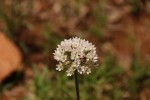 White Flower Bunch