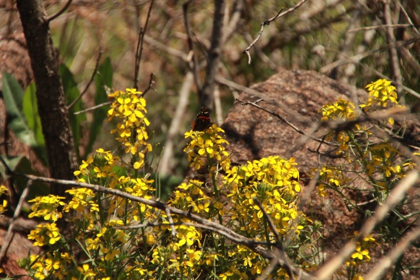 Butterfly on Flower