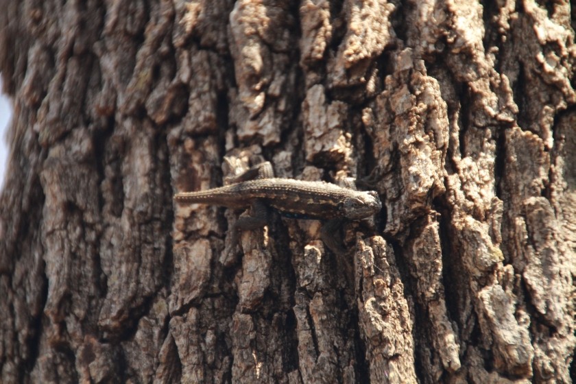 Eastern Fence Lizard