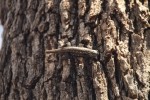 Eastern Fence Lizard