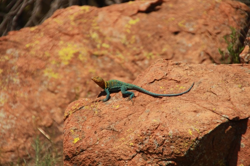 Eastern Collared Lizard