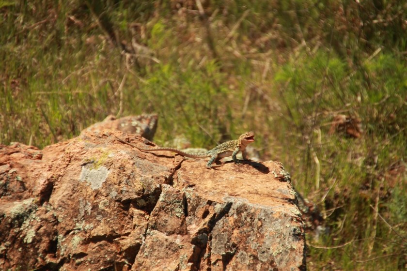 Eastern Collared Lizard