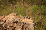 Eastern Collared Lizard